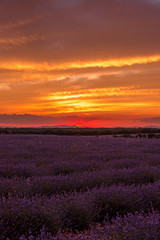 Fototapeta na wymiar fiery sunset in a lavender field