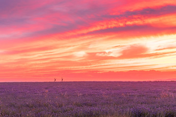 fiery sunset in a lavender field