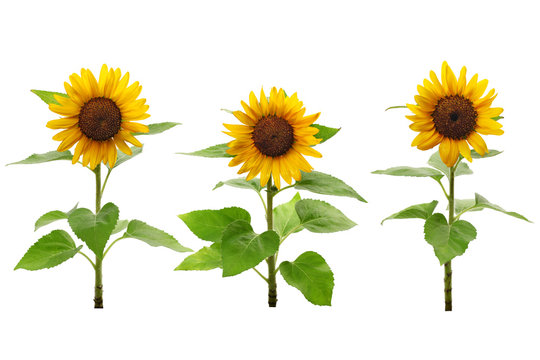  three sunflowers isolated on white background