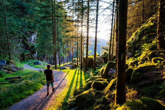 178 best man in forest images stock