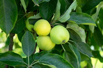 large ripe apples clusters hanging heap on a tree branch in orchard