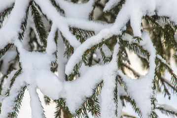 Snow covered fur tree branch close-up under the rays of the spring sun