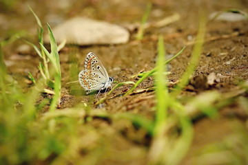 Common blue butterfly, Polyommatus icarus, female, brown and orange colored with black dots, sitting and sucking on wet ground, Czech Republic