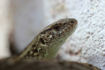 a curious lizard with a gaze