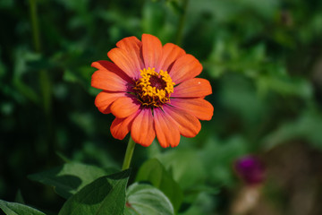 Chrysanthemum flower in dark green background