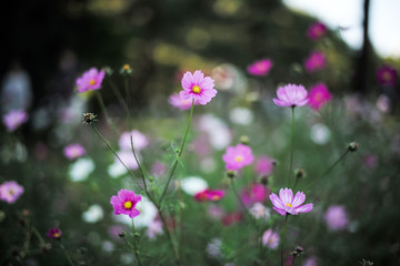 Fototapeta premium Flower garden at Showa Kinen Park, Tachikawa in Japan
