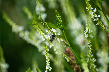 Fly on wild flower pollens with green background.