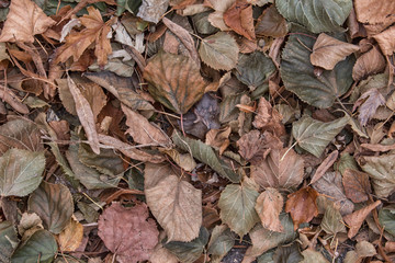 Dry Leaves