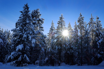 Winter Forest Snowy Pine Trees with Sunshine Blue Sky