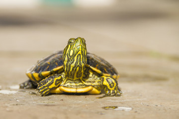 Tiger Turtle