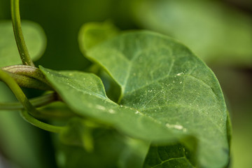 Leaf closeup