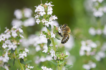 abeille