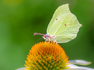 Brimstone butterfly on a echinacea flower blossom