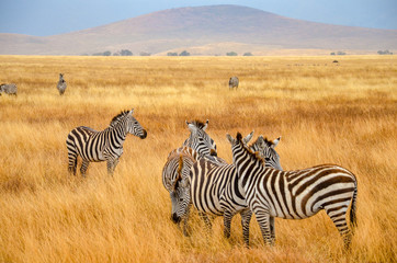 Naklejka premium zebras on african safari