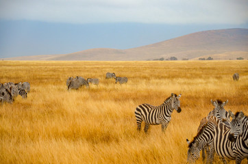 zebras on african safari