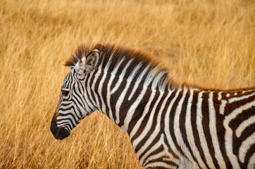 Fototapeta na wymiar zebras on african safari