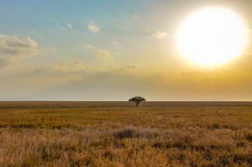 African safari landscape 