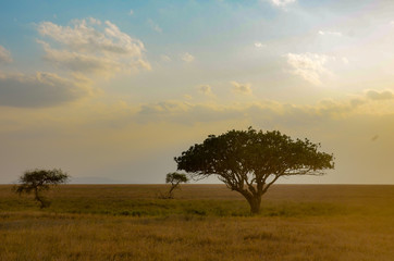 Obraz premium African safari landscape 