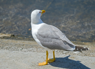 White and grey seagull
