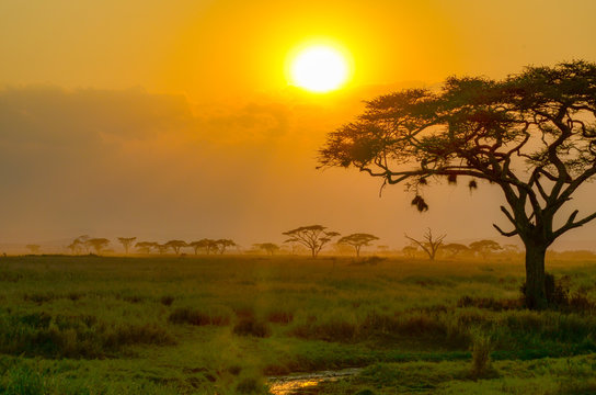 Fototapeta Sunset on African safari