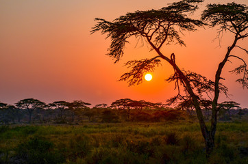 Sunset on African safari