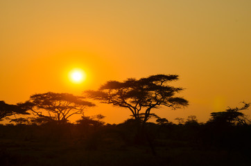Fototapeta na wymiar Sunset on African safari