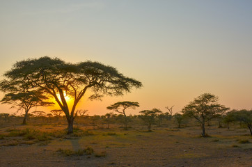 Naklejka na ściany i meble Sunset on African safari