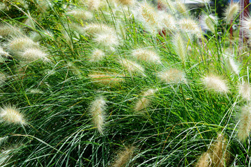 plant background sedge grass with white fluffy ears