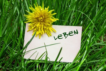 Leben