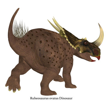 Brown Rubeosaurus Dinosaur Tail with Font - Rubeosaurus was a Ceratopsian herbivorous dinosaur that lived during the Cretaceous Period of North America.