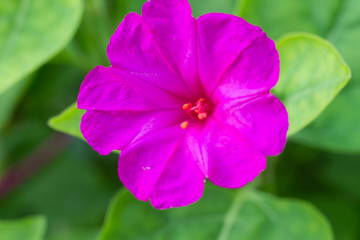 mirabilis jalapa in summer garden