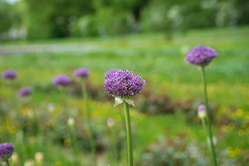 field of purple dandelion, taraxum officinale