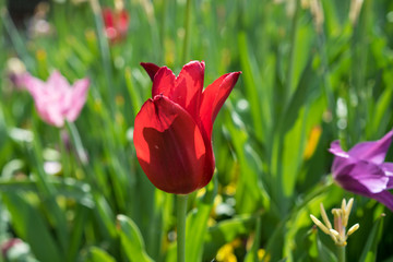 red tulip flower blooming in garden, Tulipa gesneriana