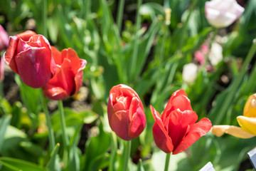 Naklejka premium red tulip flower blooming in garden, Tulipa gesneriana