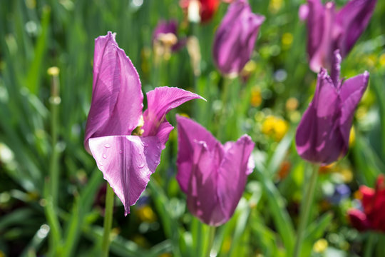 purple tulup flower bud with small rain drops, fresh nature concept, Tulipa gesneriana