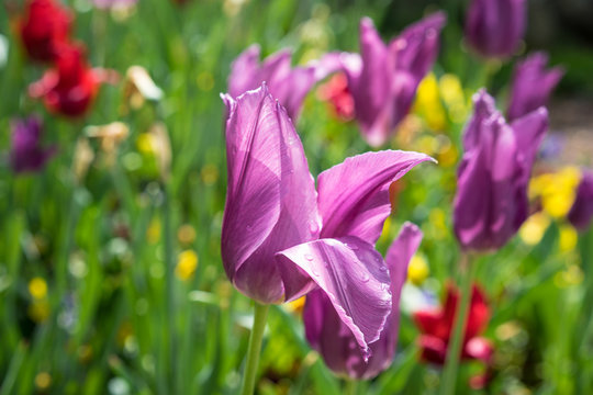 purple tulup flower bud with small rain drops, fresh nature concept, Tulipa gesneriana