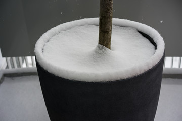 garden pot with tree trunk covered in snow