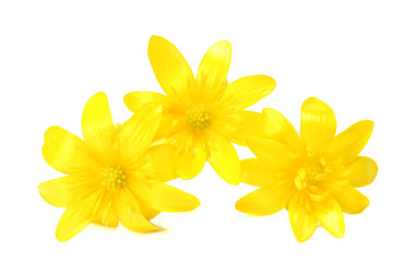 Forsythia Oleaceae flowers blossoms isolated on white background