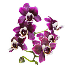 Obraz premium blooming twig small in shades of dark violet orchid, phalaenopsis is isolated on white background