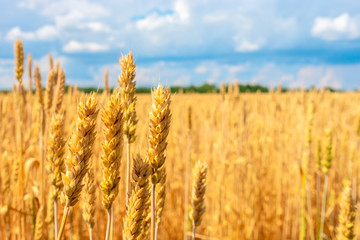 beautiful wheat field, rural countryside in sunny day