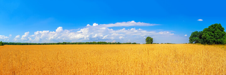 view of ripe golden wheat field by summertime panorama