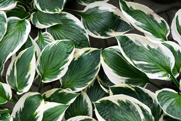 Fototapeta na wymiar Creative layout of green and white leaves, nature background
