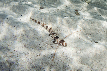 Naklejka premium Juvenile Raja Epaulette Shark