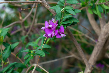 purple polygala myrtifolia grandiflora flower in spring