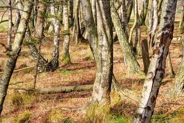 Small birch forest in autumn, Nature Reserve, Nature Park Lüneburg Heath. Northern Germany
