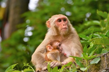 Mother monkey with her child