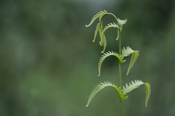 Green Fern Leaf