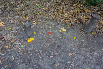 Land crab with bright red color. Photographed in a swamp on the island of Martinique. Natural colors and light.