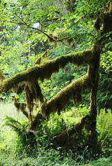 green moss _ rainforest 