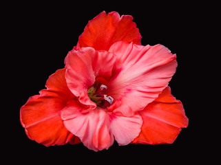 Bright red coral gladiolus flower on a black paper background